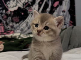 British Shorthair / Longhair Kittens
