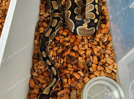 Normal royal python female
