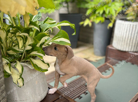 Whippet x Italian Greyhound