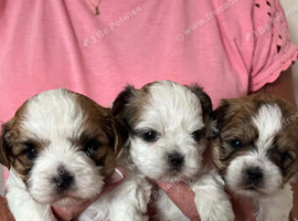 Shihtzu cross Teddy bear Biewer 3 girls