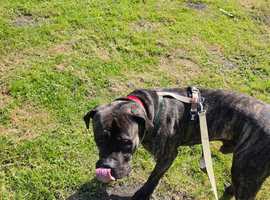 4 year old cane corso