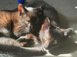 Kittens for sale