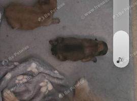 Kc pomeranion puppies
