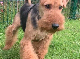 PLL Clear KC REG STUD - SON OF BORRIS THE BLADE!!