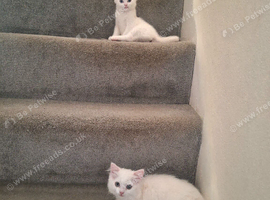 Pure White *Half* British Shorthair Sisters