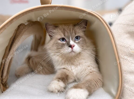 Ragdoll
