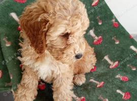 Male cockerpoo