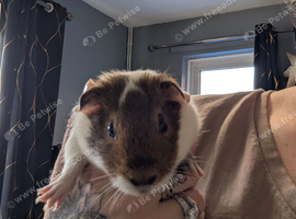 Last boy to find a forever home!
