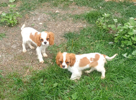 Beautiful blenheim pups
