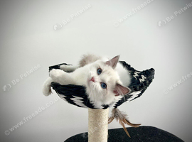 Absolutely gorgeous show quality ragdoll kitten ready to go