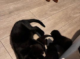 Cat for rehoming