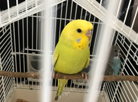 Baby crown budgie