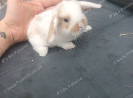 3 mini lop babies