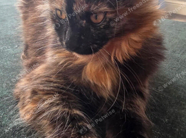 Maine Coon Kittens