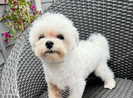 Beautiful Maltese boy FCI