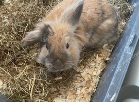 Rabbit