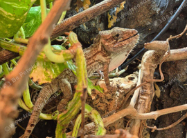 Cuban False Chameleon with Exo Terra Pro Paludarium - Medium/X-Tall 60 x 45 x 90cm