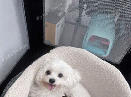 Two Beautiful Malshi Boy Puppies &ndash; Maltese x Shih Tzu