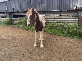 Outstanding yearling to make 16hh