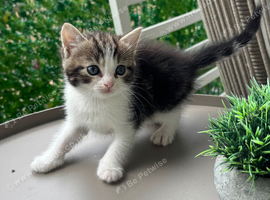 Beautiful Calico &times; Ragdoll Female Kittens