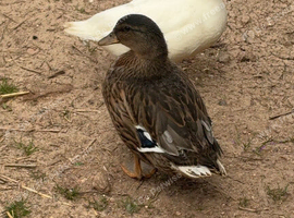 Call ducks