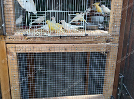 Canaries for sale