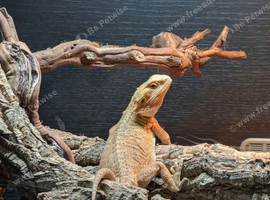 Bearded dragon for sale