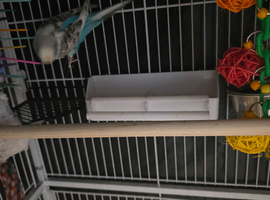 2 boy blue budgies