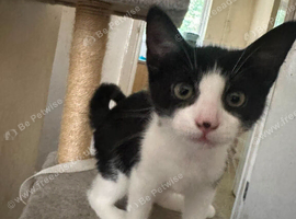 Kittens 4 sale
