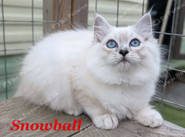 Absolutely beautiful Persian/ragdoll Kittens Persian