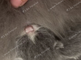 bsh kittens