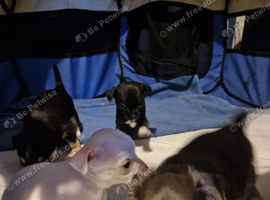 Chihuahua puppy's
