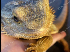 Female bearded dragon