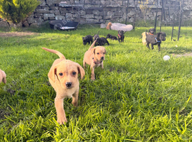 2 gorgeous Labrador puppies still available