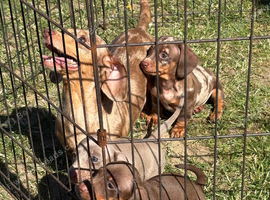 Beautiful minature dachshund puppies