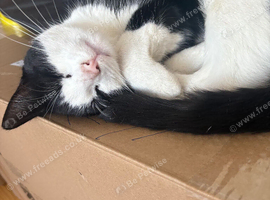 2 male cats, 8/9 months old free to good home!