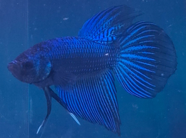 Male Halfmoon Betta