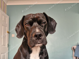 Lovely dog