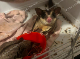 Sugar gliders
