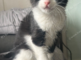 Fluffy black and white female