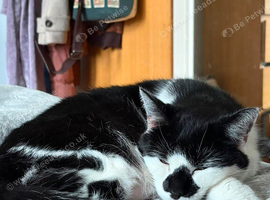 Wispa female indoor cat