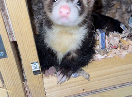 Hob ferret