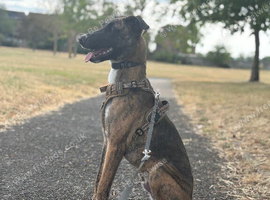 Belgian Malinois x whippet