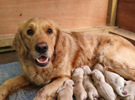 Golden Retriever KC registered puppies for sale