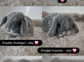 Mini lop babies