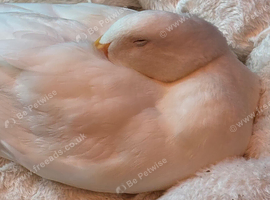 Male Peking Duck hatched March 2026