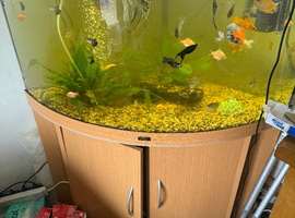 For sale my tropical fish tank with all the fish