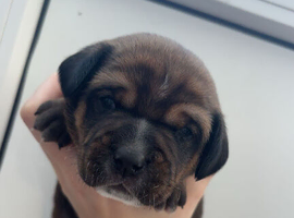 1 LEFT sausage/spaniel pups