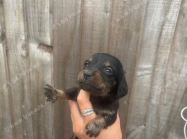 6 gorgeous miniature dachshunds