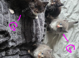7 kittens Girls&Boys - Ready 26th September